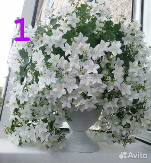 Кампанула жених и невеста