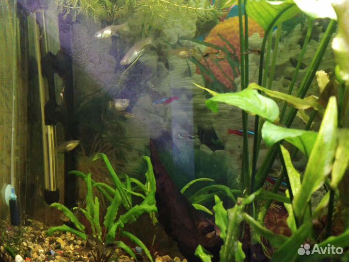 Рыбки гуппи эндлера