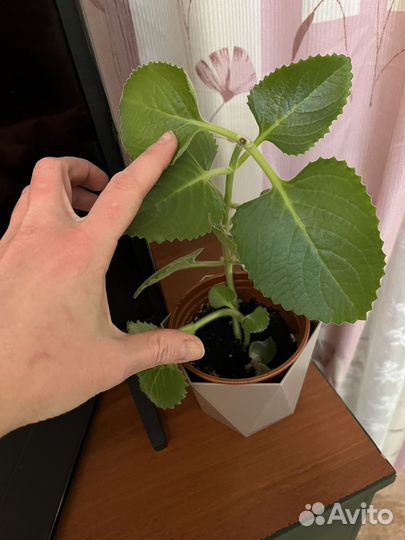 Мята домашняя