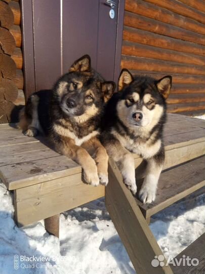 Аляскинский маламут