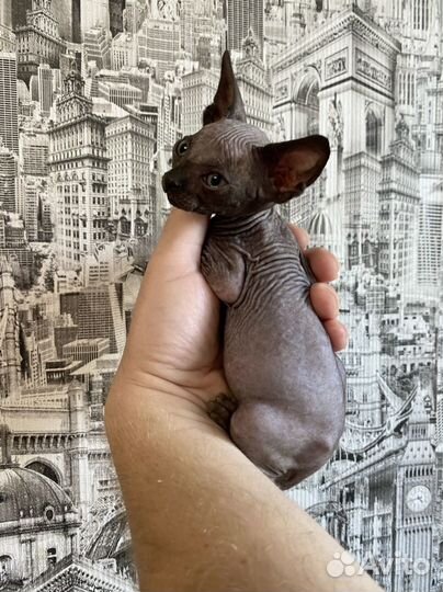 Канадский сфинкс