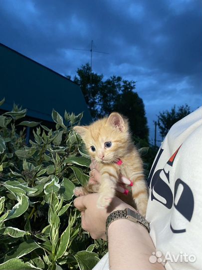 Котята в добрые руки 1 месяц
