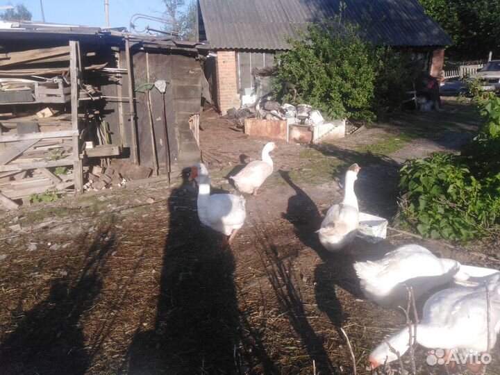 Гусят а холмогоры