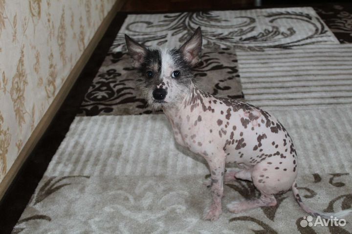 Вязка китайская хохлатая