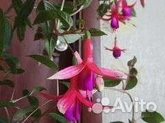 Фуксия ампельная