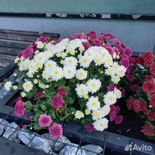 Хризантемы мультифлора(китайская)