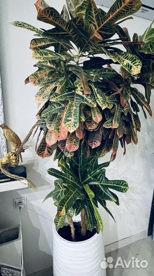 Кротон для интерьера, высокий