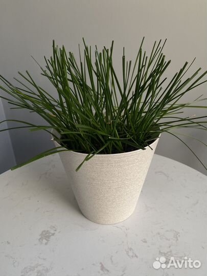 Зефирантес выскочка