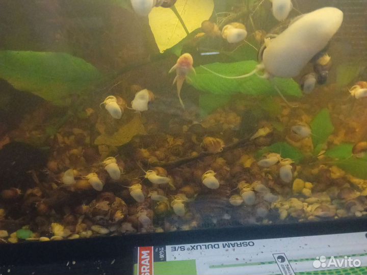 Улитки аквариумные ампулярии