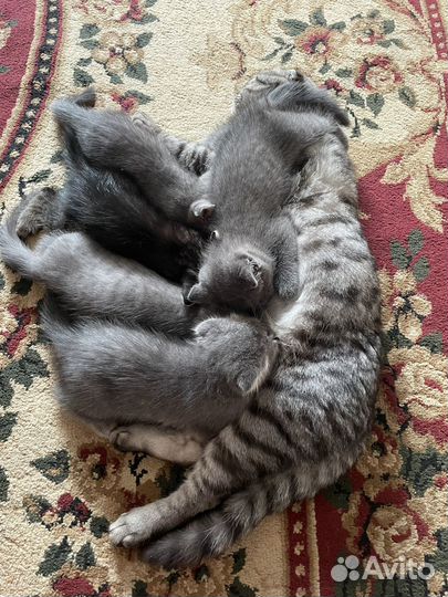 Котята в добрые руки бесплатно