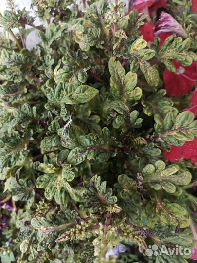 Колеусы вегетативные