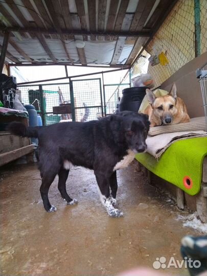 Сема грустит в приюте