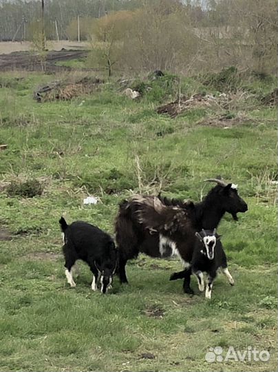 Коза с козлятами