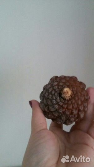 Шишка для декора сосны пицундской