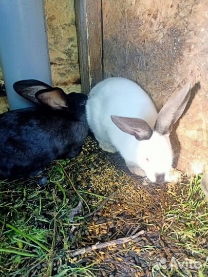 Кролики мясных пород