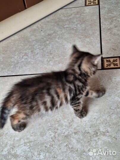 Котёнок девочка в дар