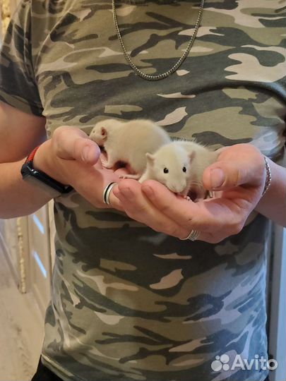 Крыса дамбо сиамская