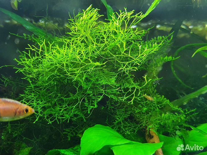 Аквариумные растерия: