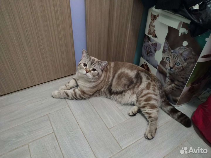 Кот Шотландский. Вязка