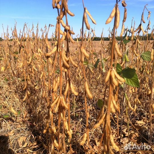Семена сои (Сербской селекции)