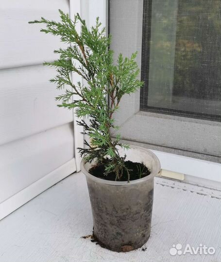 Можжевельник