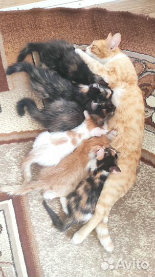 Котята отдам в добрые руки бесплатно