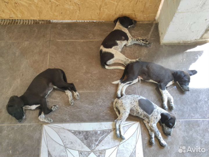 Щенки курцхаара