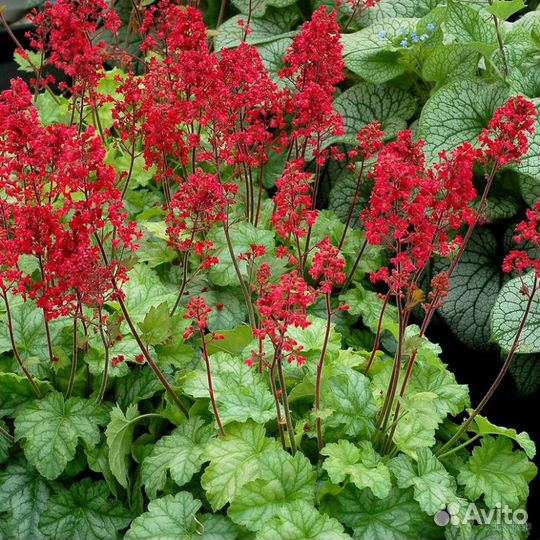 Гейхеры, дельфиниумы