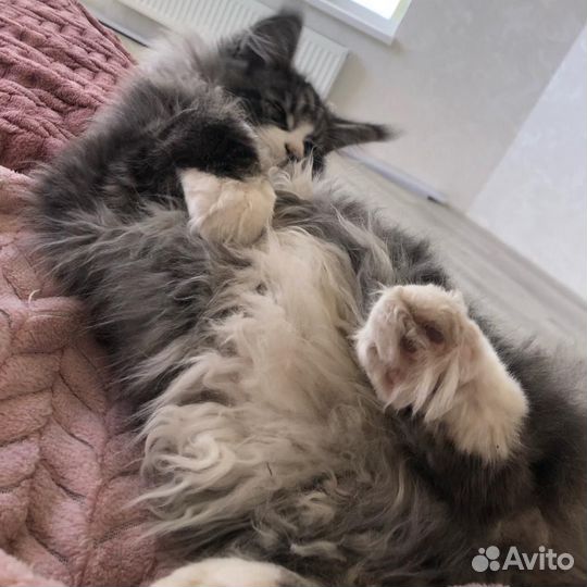 Котята мейн-кун