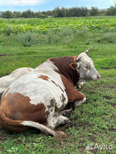 Бык на осеменение
