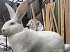 Кролики фландр нпв Французский баран
