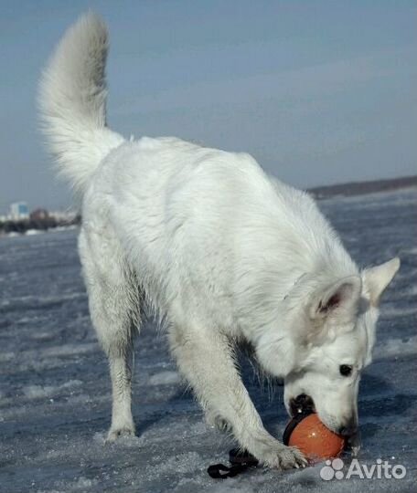 Игрушка для собак Doglike Мяч на ленте