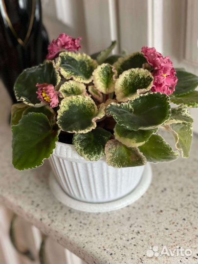 Фиалка в горшках многолетняя сортовая