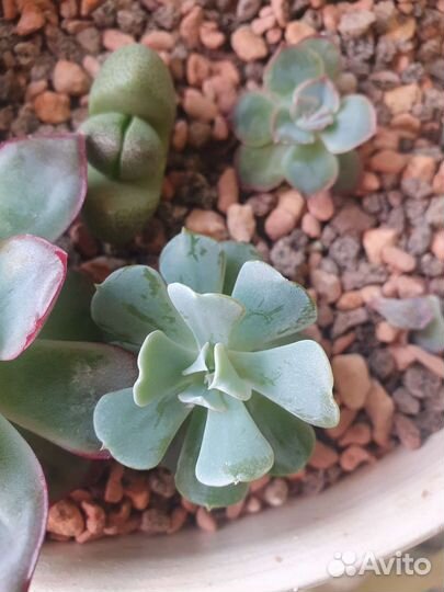 Суккуленты