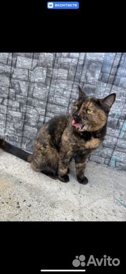 Кошка с рыжими глазами