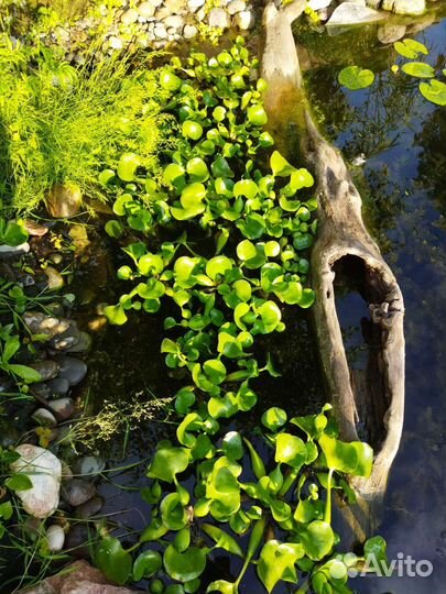 Эйхорния, (водный гиацинт)