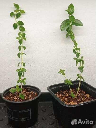 Премна (premna microphylla)