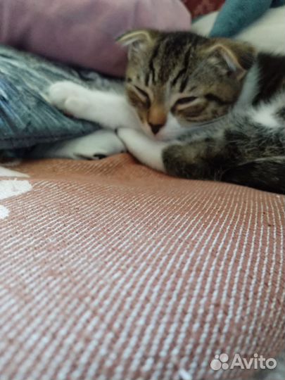 Шотландская вислоухая