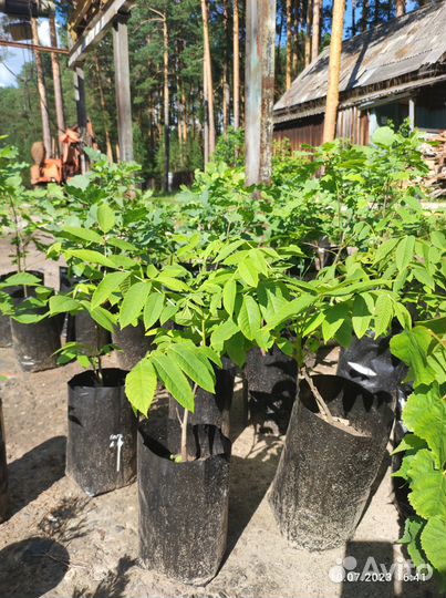 Виноград,Маньчжурский орех, Клен,Липа, Дуб, Сирень