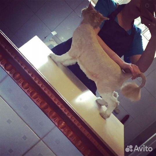 Груминг. Стрижка кошек, собак