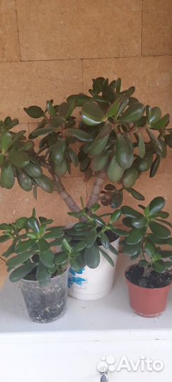 Комнатные цветы, кротон, уличные цветы