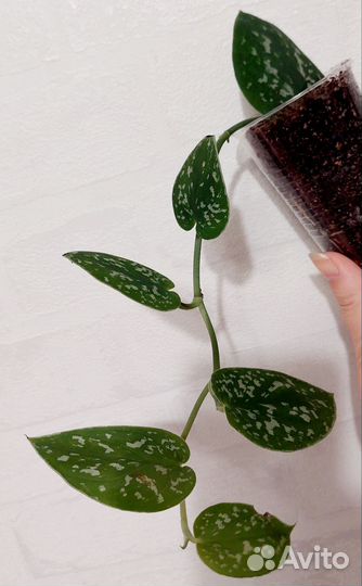 Сциндапсус Пиктус