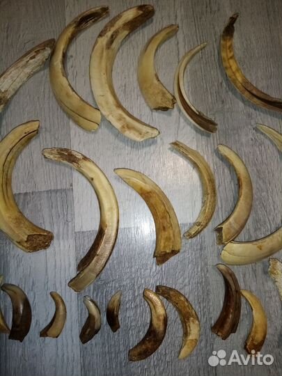 Клыки кабана