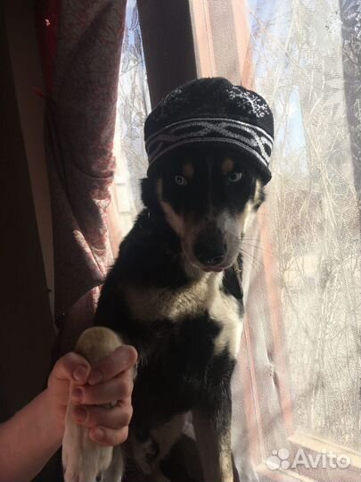 Пёс на час (для вязки)