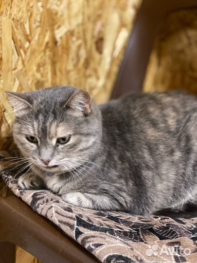 Кошка