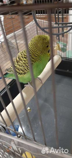 Жёрдочки деревянные для птиц с креплением 20см