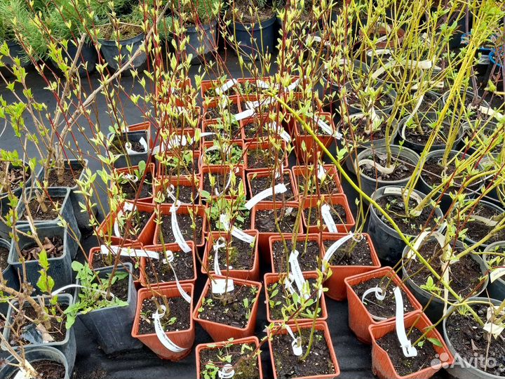 Дерен пестролистный