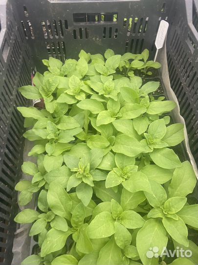 Рассада петунии