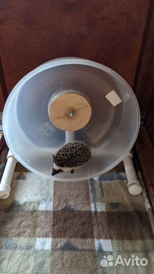 Беговое колесо для ежа