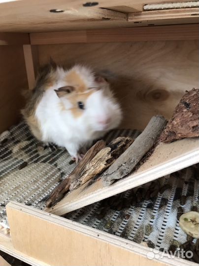 Морская свинка с домом